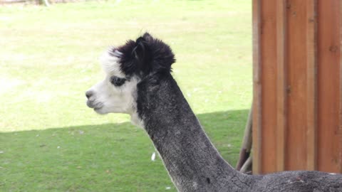 Alpaca's on the Farm