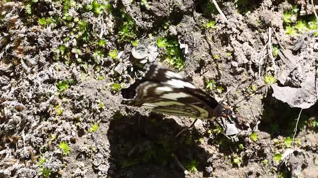 Butterfly Flapping Wings