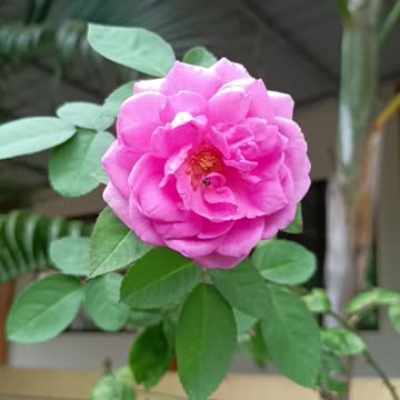 pink rose