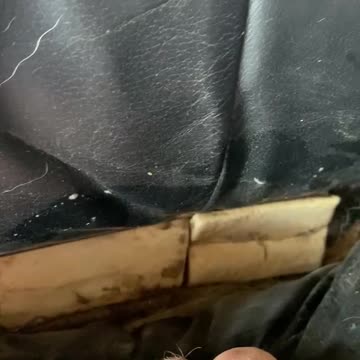 Puppy finds buried treasure of bones in the sofa