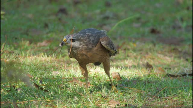 Red-shouldered hawk eating