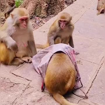 Monkey playing with their cousins