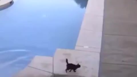 GATO AL GUA
