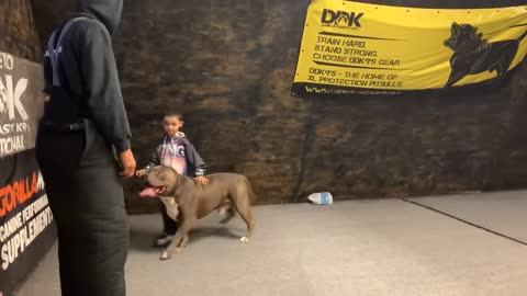 Giant Pitbull protects 2 young boys