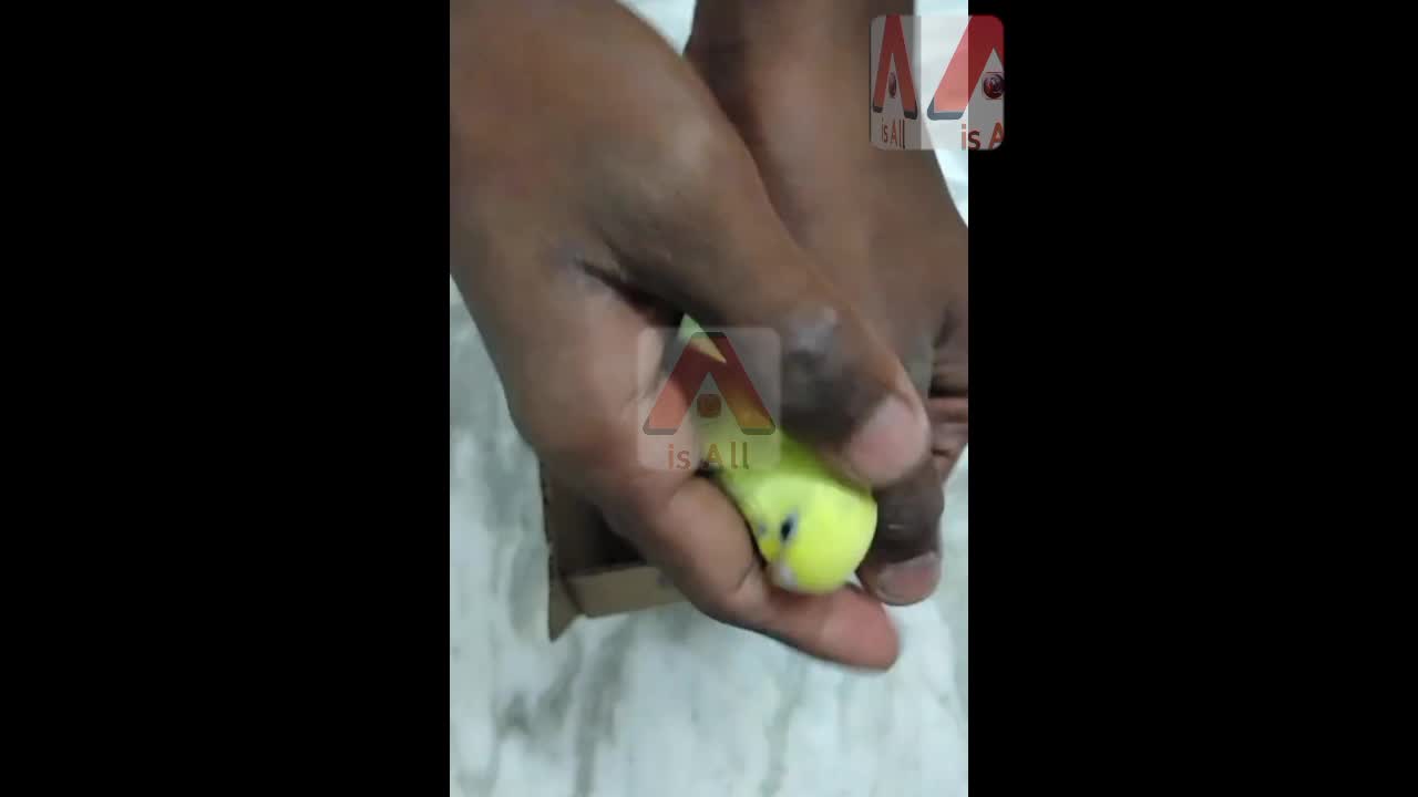 #Birds #Parrot #Unboxing #AisAll