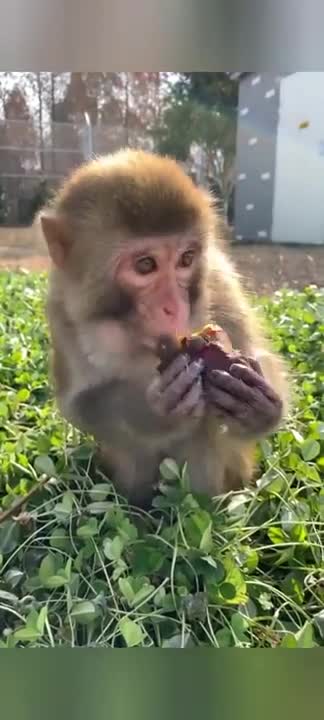 Baby monkey playing with an apple