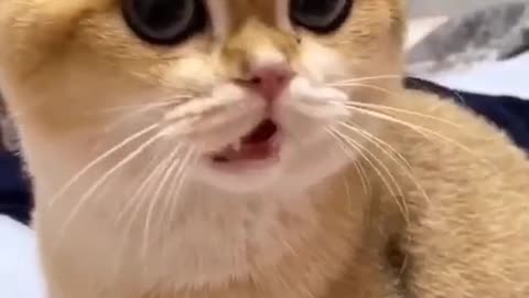Miaouuuuu❤️❤️❤️ magnifique qu'il est Mignon
