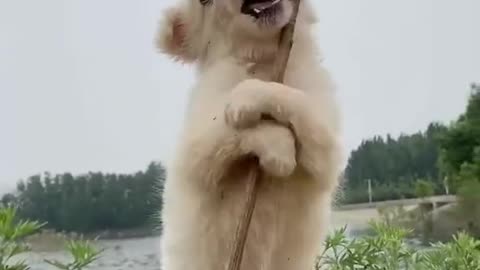 PUPPY EATING CHICKEN FOOT