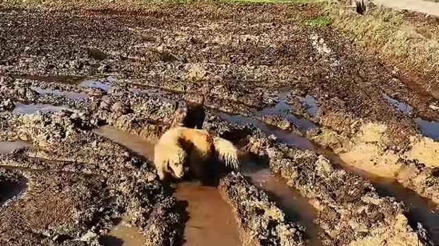 "Puppy can't be alone, nor can I"