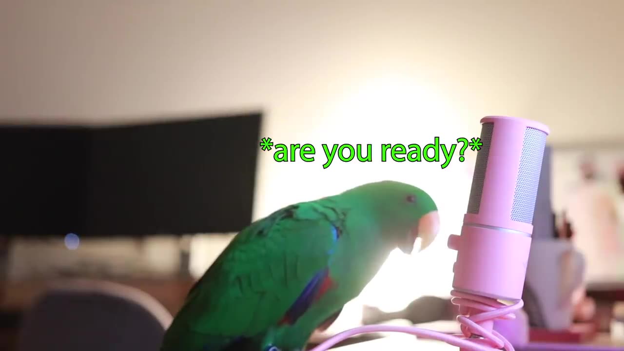 "Incredible Parrot That Can Talk! Meet Our Chatty Feathery Friend 🦜🗣️"