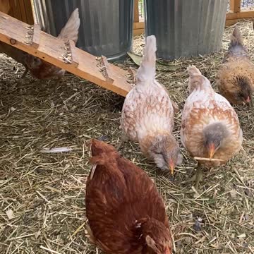 Chickens Fighting for Dead Snake A 05.2021