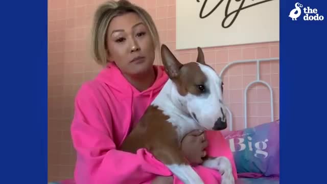 LaurDIY's Bull Terrier Is A Complete WEIRDO - The Dodo You Know Me Now Meet My Pet