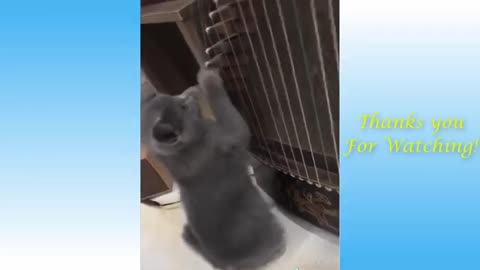 Cute Pets Are Awesome! cute pets doing funny things cute pets doing funny things,