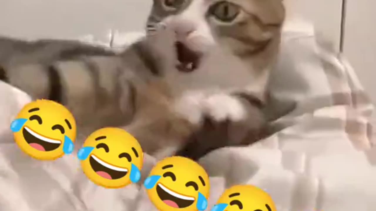 Cat very funny and so cuty❤️