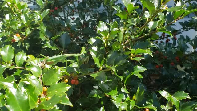 Praying mantis eating lunch (bee)