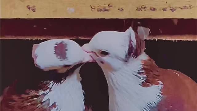 Couple pigeons kissing