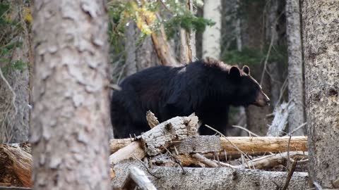 Bear In The Woods