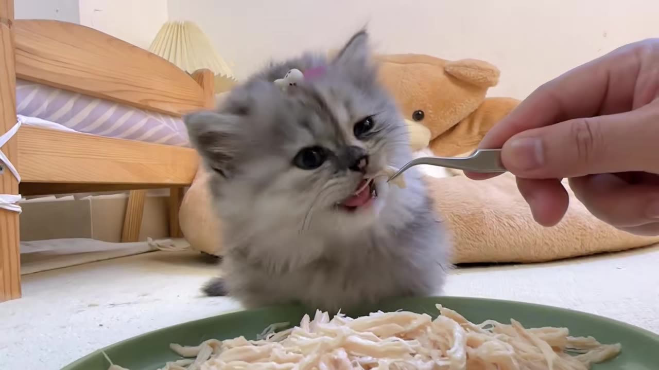 The little kitten eats meat, it smells delicious!