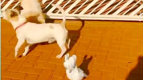 Parrot funny moments
