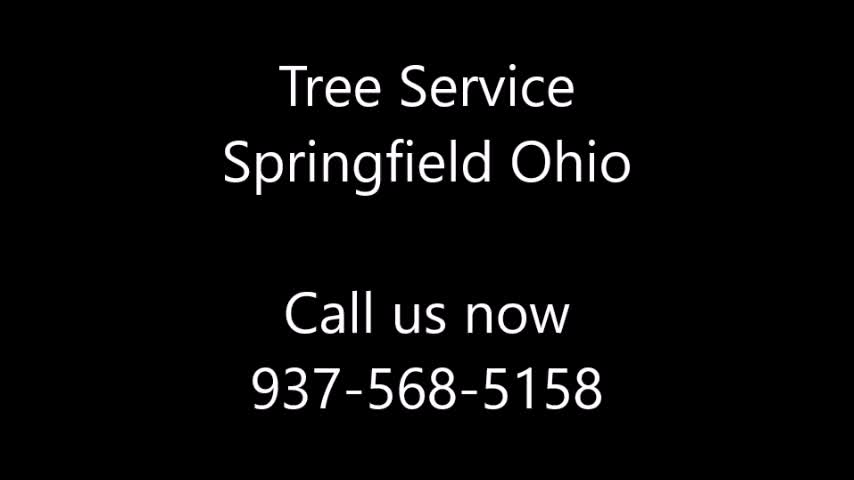 Tree Service Springfield OH