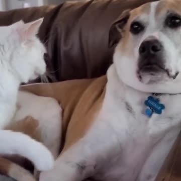 Funniest cats 🐈 and dogs 🐕 compilation