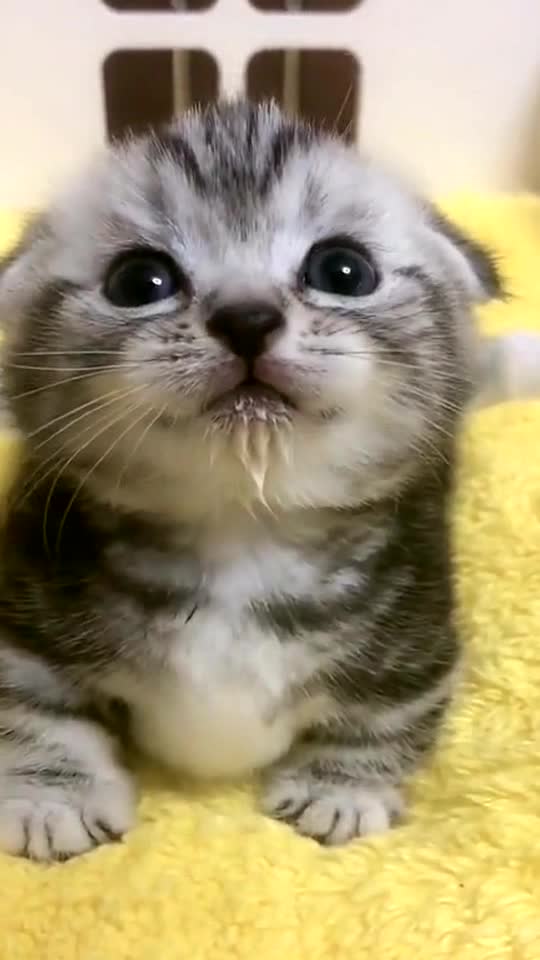 Don’t leave,I am not fierce.Don’t afraid. I won’t eat you.