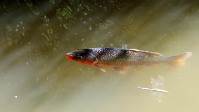 Swimming fish.