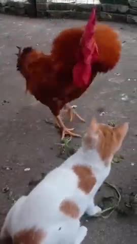 Cat cat funny vs coq 🐓