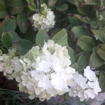 Hydrangea blooms in summer
