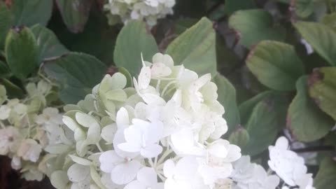 Hydrangea blooms in summer