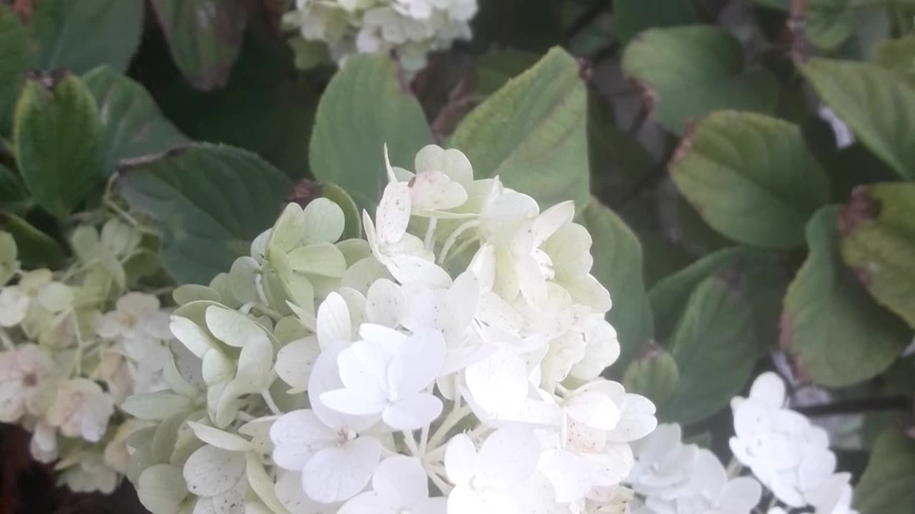 Hydrangea blooms in summer