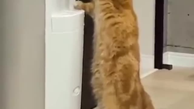 Thirsty cat drinks water by himself from water dispenser jar | INTELLIGENT CAT !!