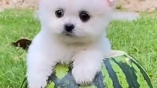 sleepy and lazy puppy