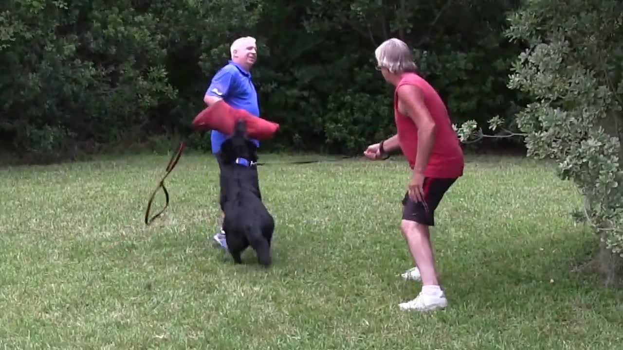 Guard Dog Training Taught Step by Step!