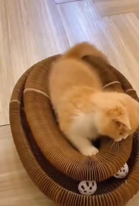 The newest toy where you can put the ball