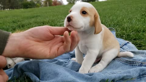 Freddie 6wk