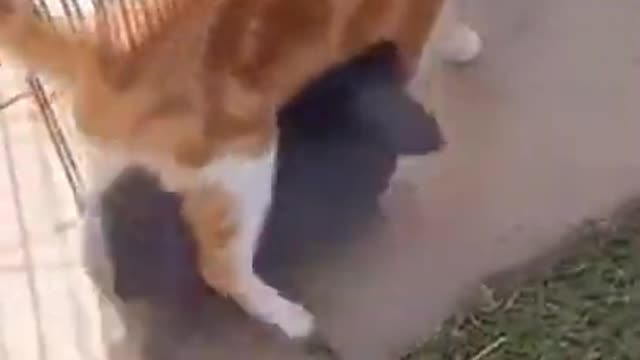 Cat Walking Around With A Bunny