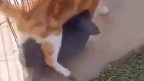 Cat Walking Around With A Bunny