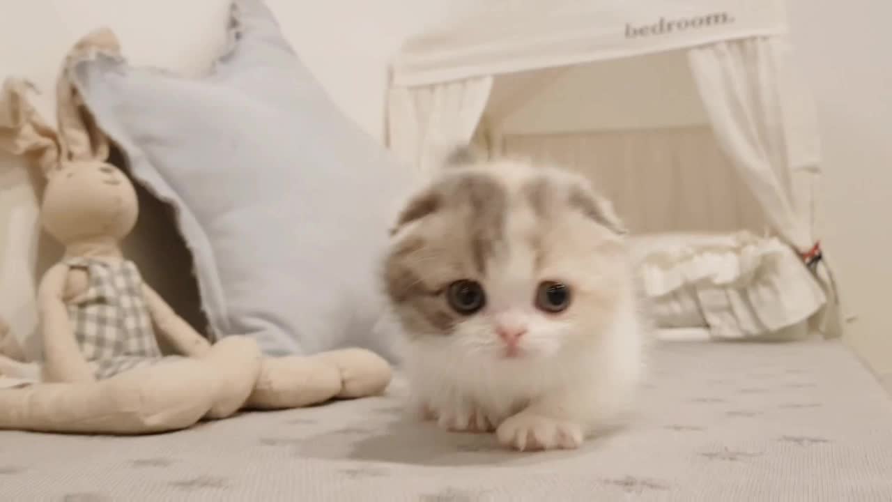 KimsKennelUS adorable kitten videos short leg cat