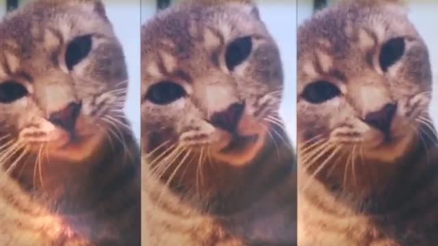 Just a cat trying to get internet famous