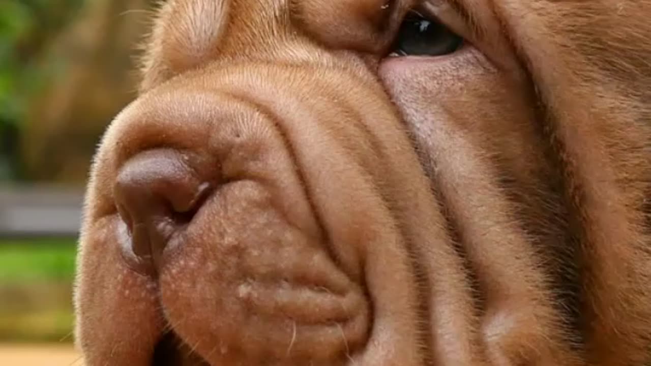 Adorable Golden Retrievers Play Peekaboo!