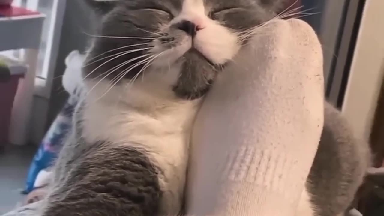 Funny cats 🐈⬛ in the world 🌎 funny and fails pet 🤣🤣😂