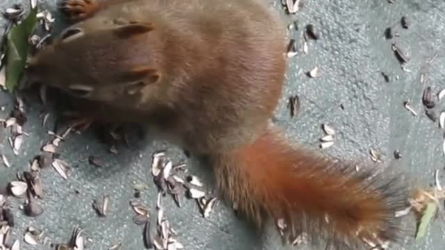 Cute Squirrel video