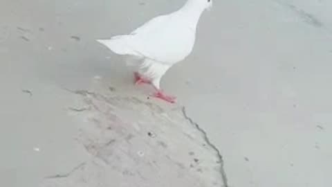 German beauty pigeon