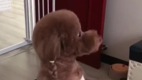 Funny Dog Videos Part 47