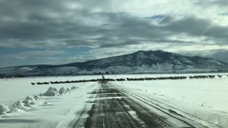 Massive Elk Herd Majestically Crosses Road In Oregon