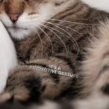 What is Your Cat's Tail Movements Mean 🐱