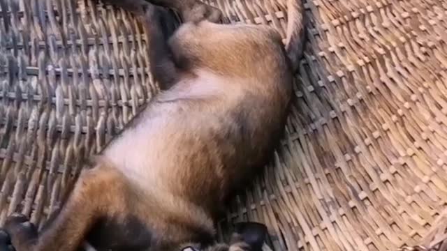 Funny Belgian Malinois can't get enough the hammock