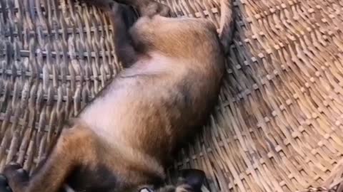 Funny Belgian Malinois can't get enough the hammock