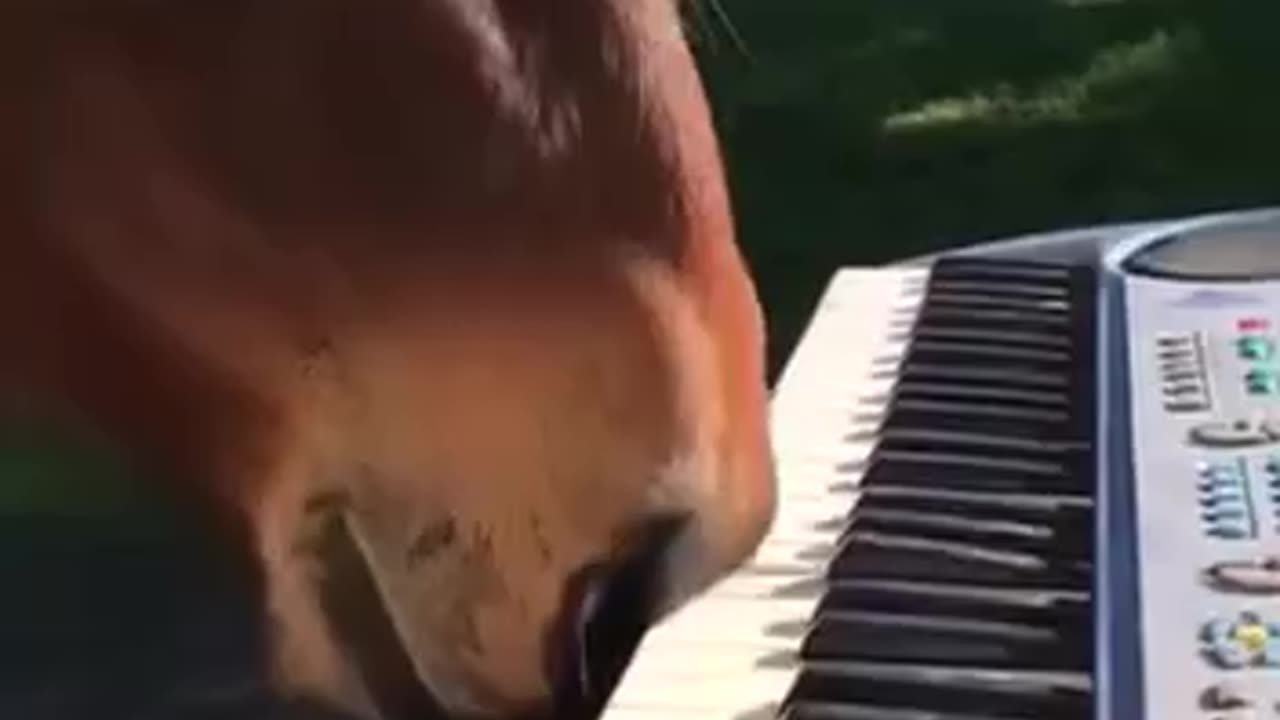 The start and end of every Little Richard piano session
